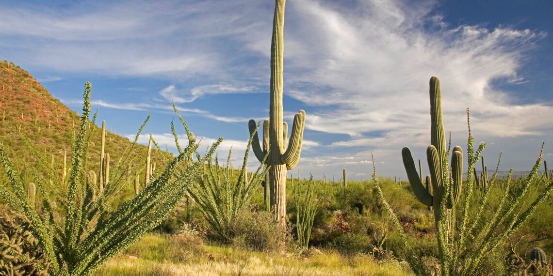 Saguaro Park 1 Tucson ©Arizona Office of Tourism