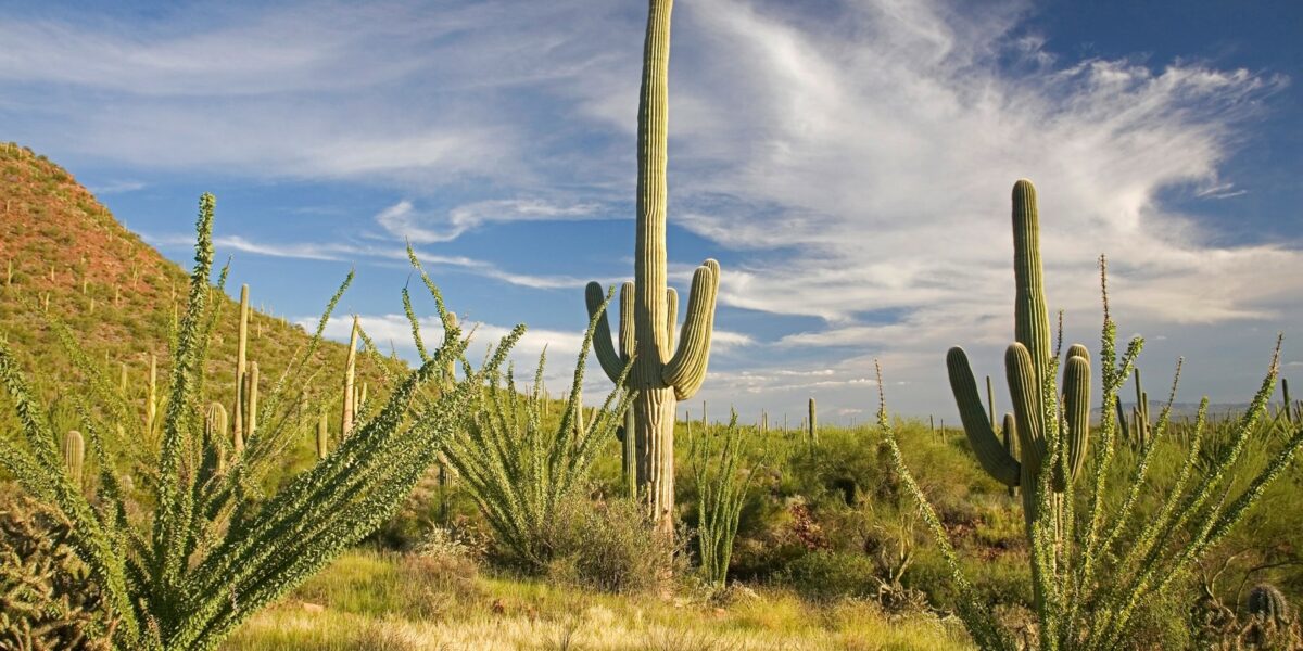 Saguaro Park 1 Tucson ©Arizona Office of Tourism
