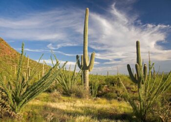 Saguaro Park 1 Tucson ©Arizona Office of Tourism
