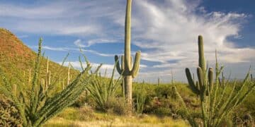 Saguaro Park 1 Tucson ©Arizona Office of Tourism