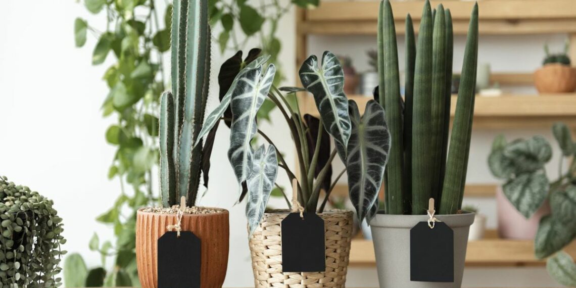 3 pots de plantes vertes appartement