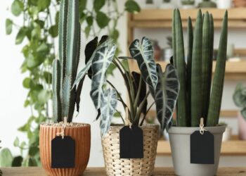 3 pots de plantes vertes appartement