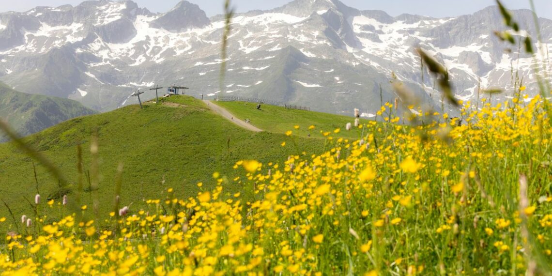 fleurs jaunes vallées montagnes