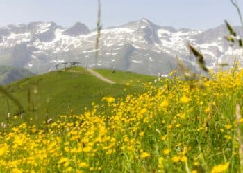 fleurs jaunes vallées montagnes