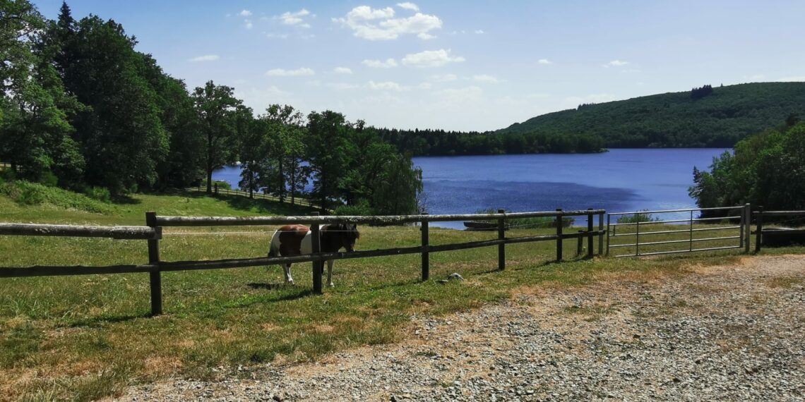 lac cheval pelouse arbres