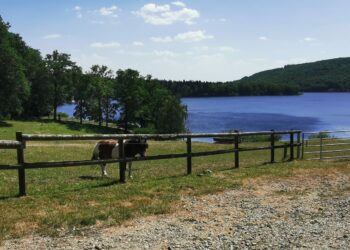 lac cheval pelouse arbres