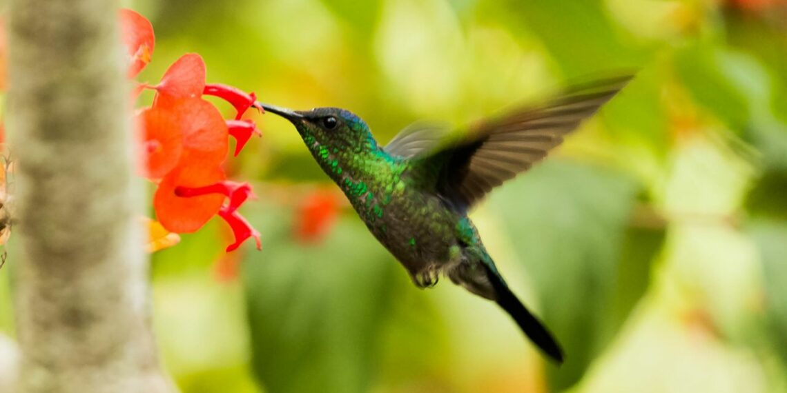 colibri butinant une fleur