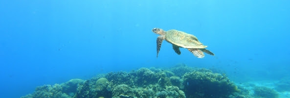 Triangle de Corail