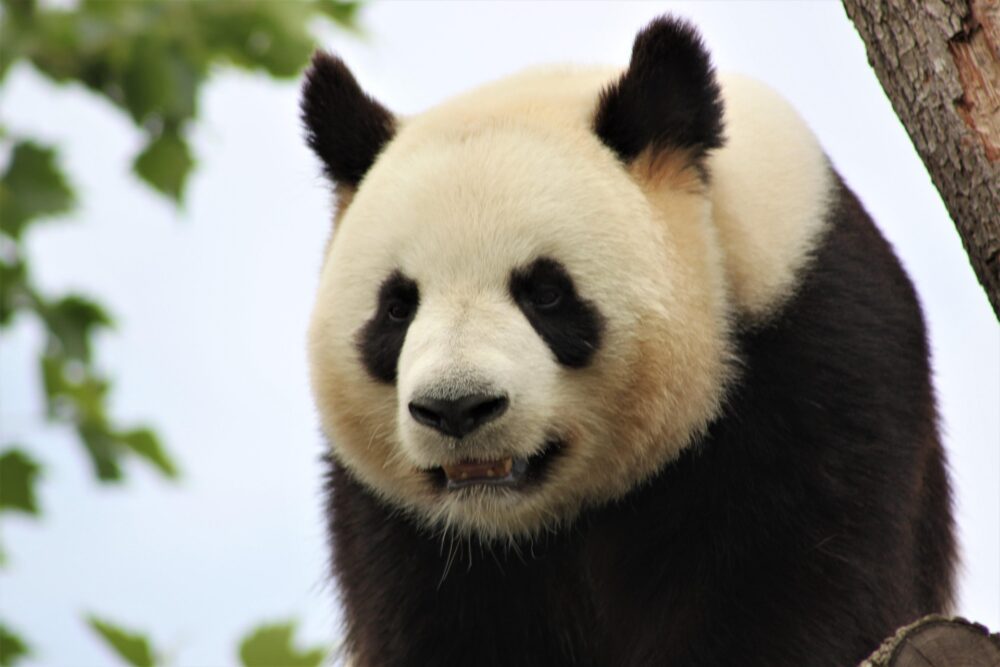 ZooParc de Beauval