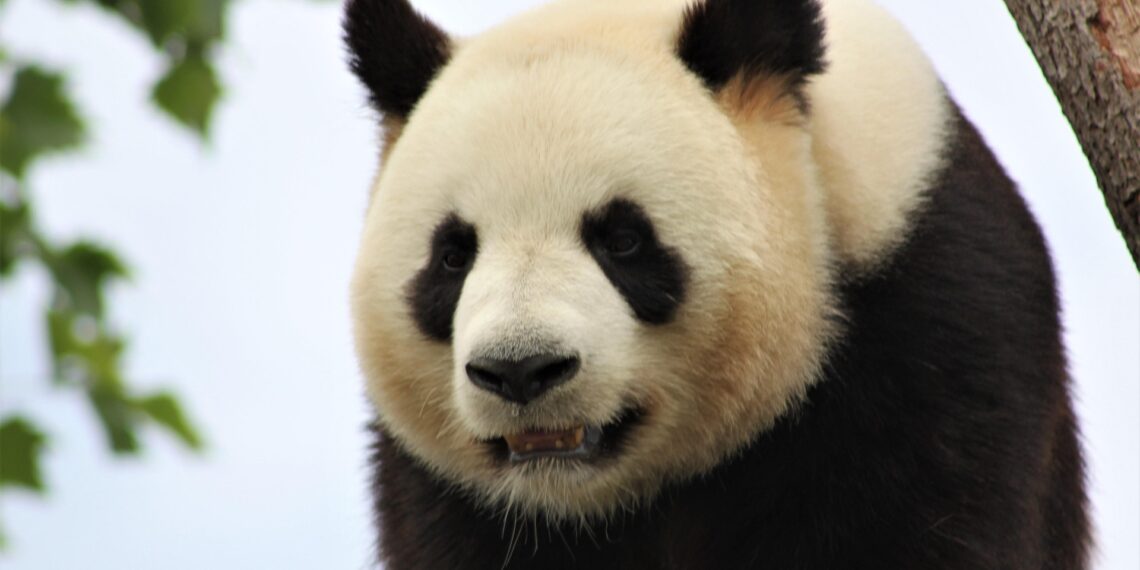 ZooParc de Beauval