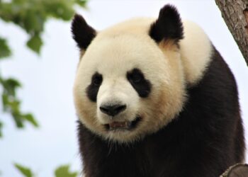ZooParc de Beauval