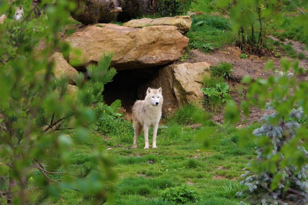 ZooParc de Beauval