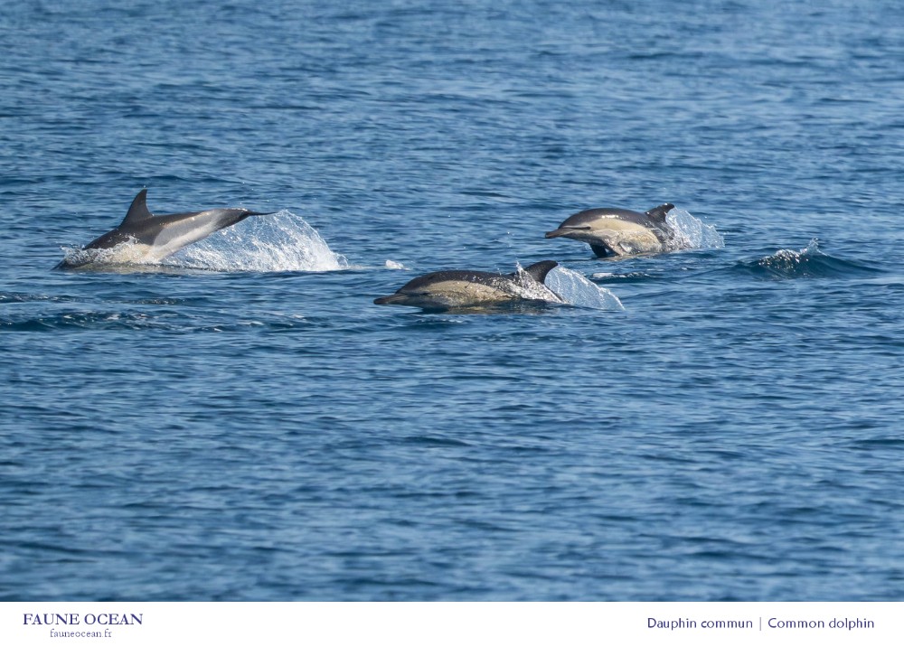 3 dauphins sautant dans la mer