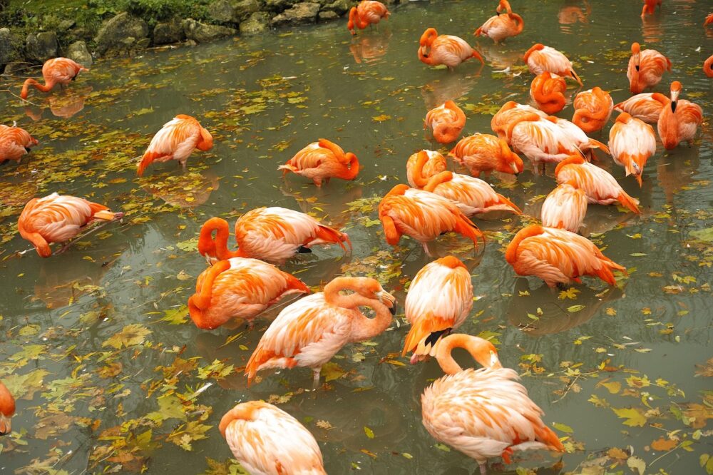ZooParc de Beauval