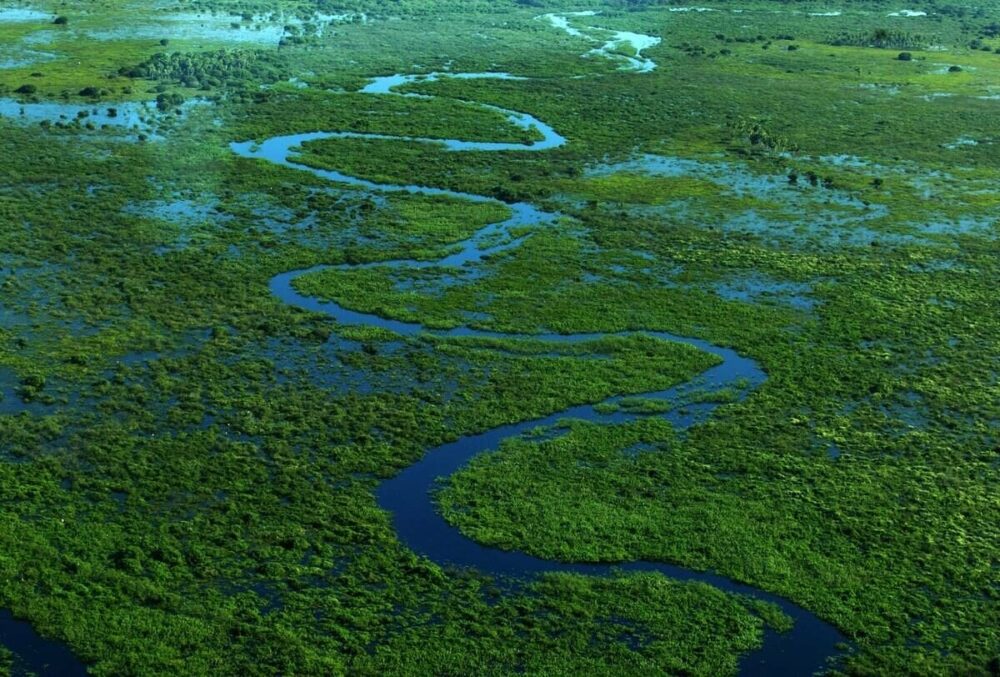 amazonie fleuve forêt