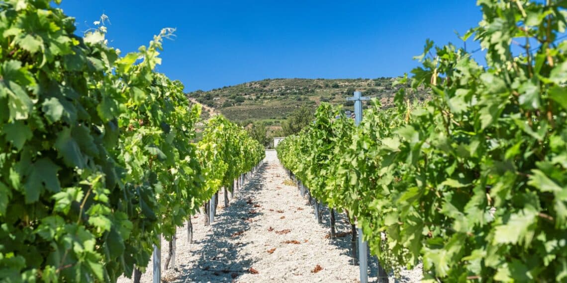 vignoble vignes montagne