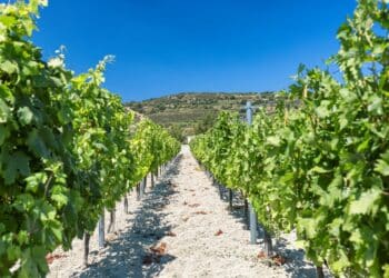 vignoble vignes montagne