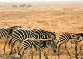Safari au Boswana ©safarienafrique.fr