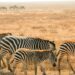 Safari au Boswana ©safarienafrique.fr