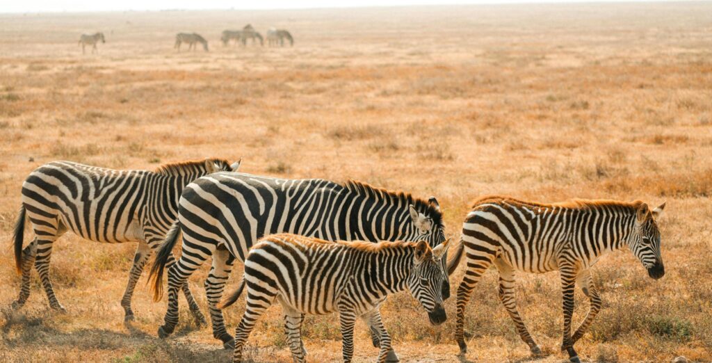 Safari au Boswana ©safarienafrique.fr