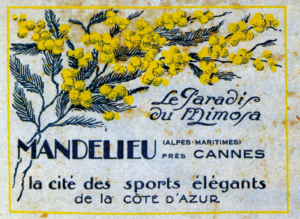 Fête du Mimosa