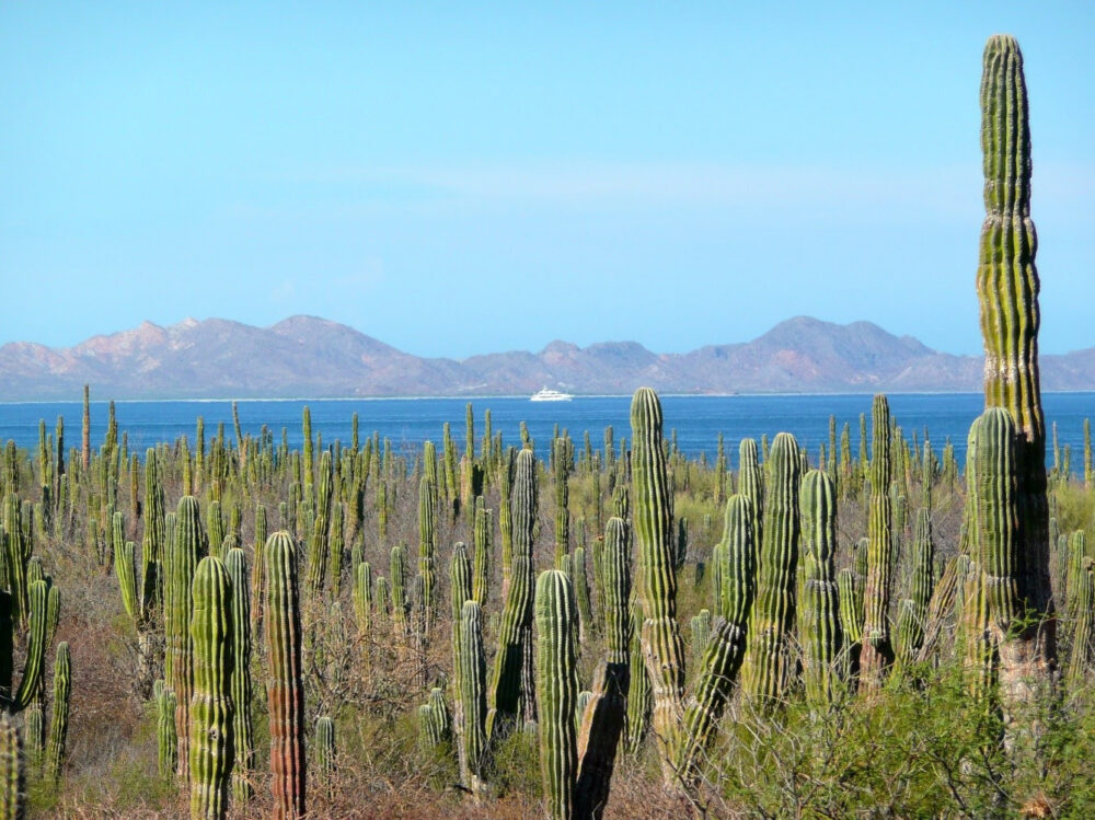 BAJA CALIFORNIA